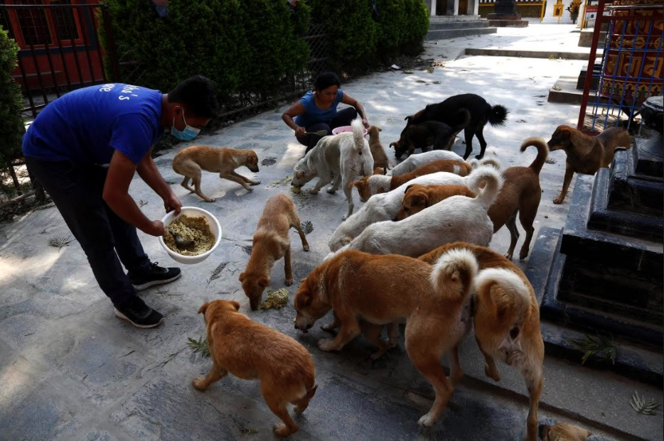 Dog Feed